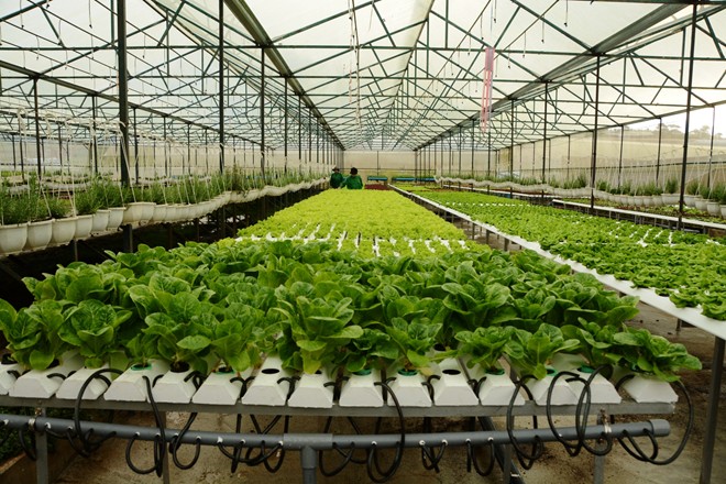 Tuyển 20 Nữ xuất khẩu lao động trồng rau trong nhà kính tại Nhật Bản
